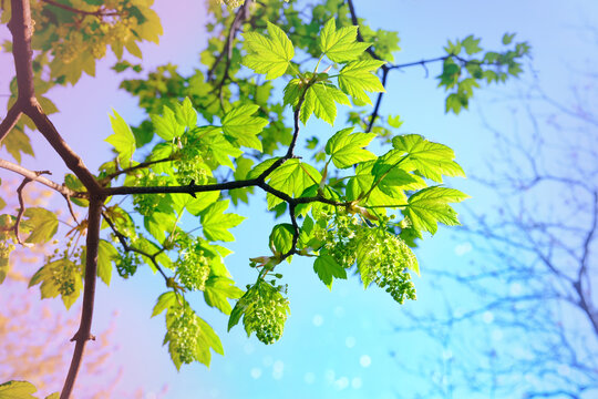young green Acer foliage, Acer platanoides, Aceraceae, lush crown of tree with leaves, spring, summer season in park, forest, wallpapers, nature protection, concept of weather, background for designer