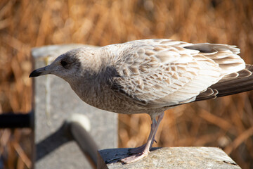 bird