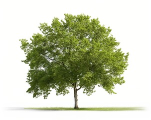 Fototapeta premium single green tree in field