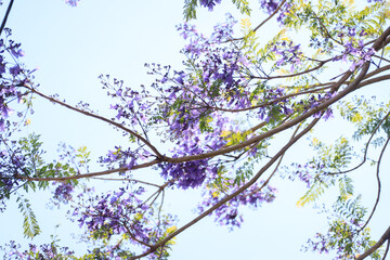 A Gentle Breeze Through Blooming Jacaranda Branches