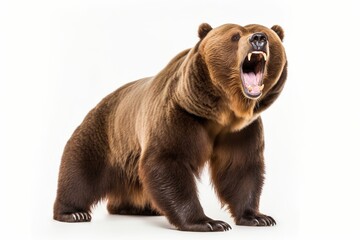 Large brown bear standing on all fours with mouth wide open roaring