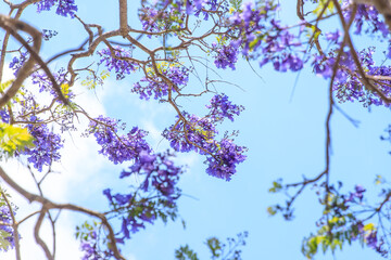 Fototapeta premium Blooming Jacaranda Painting the Australian Sky