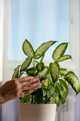 The young woman wipes the dust from the green leaves of plant. Care of indoor plants.