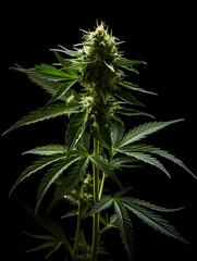 close up of cannabis plant on black background