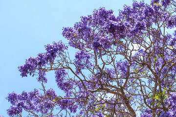 Blooming Jacaranda Painting the Australian Sky