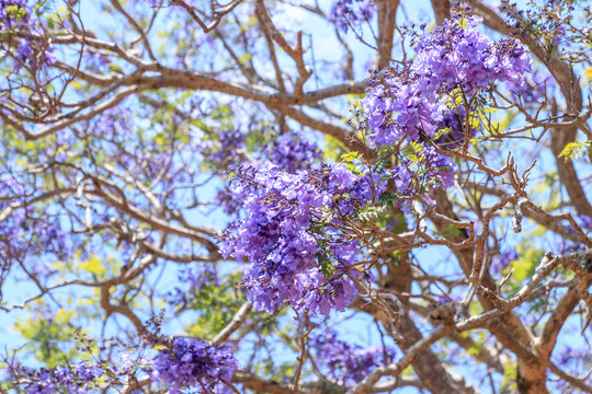 Blooming Jacaranda Painting the Australian Sky