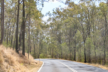 A Serene Journey Through the Wooded Pathway