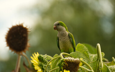 Monk parakeet feeding sunflower in summer  - 711069105