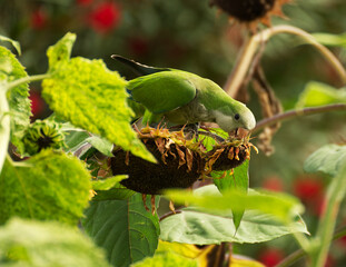 Monk parakeet feeding sunflower in summer  - 711069138
