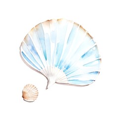 Scallop watercolor on white background.