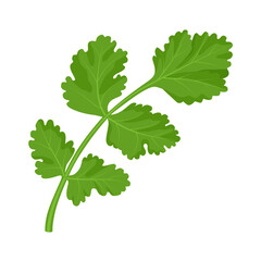Vector illustration, coriander leaves, scientific name Coriandrum sativum, also known as cilantro leaves, isolated on white background.