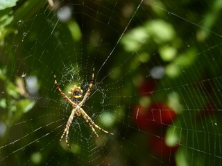 Tiger Spider - Argiope bruennichi