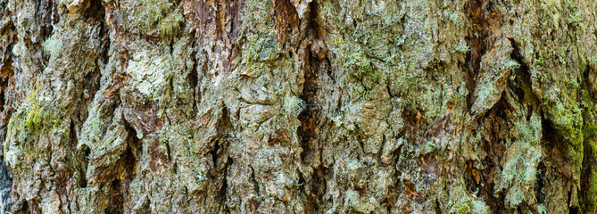 Close-Up 4K Ultra HD Image of Plane Tree and Douglas Fir Tree Bark