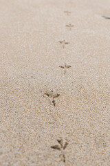Fototapeta na wymiar Bird Footprints on Sandy Beach