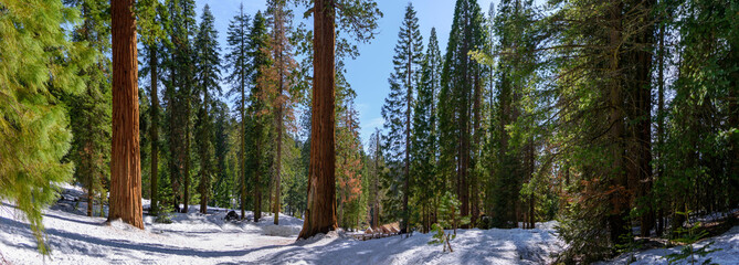 Giant Sequoia Trees in 4K Ultra HD - Sequoia National Park, California