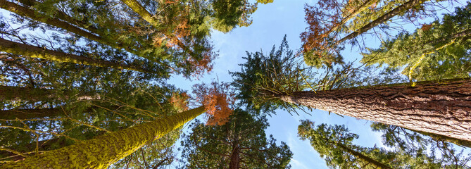 Giant Sequoia Trees in 4K Ultra HD - Sequoia National Park, California