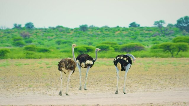 Three Common ostriches (Struthio camelus) ostrich walking in african savannah.