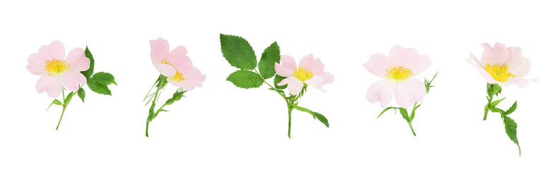 Set of rosehip flowers with leaves isolated on transparent background.