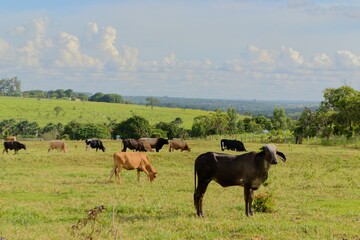 cows in a meadow