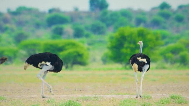 Three common ostrich (Struthio camelus) in the plains of Kalahari Game Reserve.