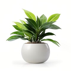 Potted green houseplant with glossy leaves