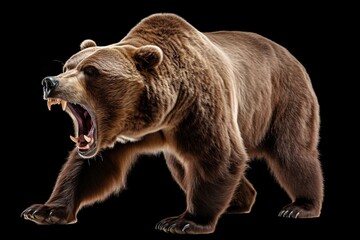 Fototapeta premium Portrait of a growling grizzly bear