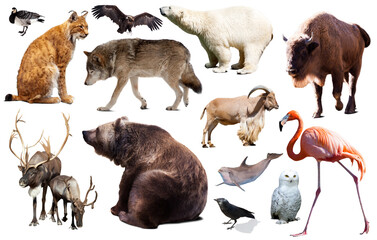 Set of various European isolated on white wild animals including birds and mammals.