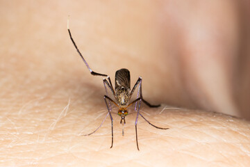 Adult female Psorophora ferox taking a blood meal.