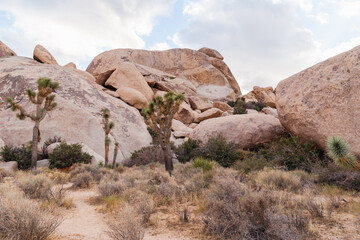 Fototapeta premium rocks in the desert
