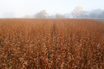 霧の朝の収穫前の赤ソバ畑