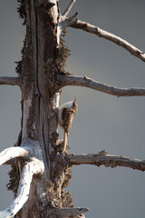 Alpine treecreeper, (Certhia familiaris) Rampichino alpestre