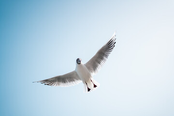 Low angle view of black-headed seagull flying against blue sky. Beautiful sea bird with spread wings in clear sky. Flying seagull against sky on summer day.