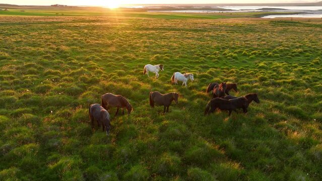 Herd of Horses Grazes in the Endless Fields of Iceland at Sunset. Pure Northern Nature. Natural Animal Husbandry, Livestock. Icelandic Horse in the Wild. Aerial View.