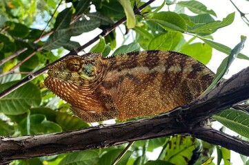 Panther chameleon (Furcifer pardalis), Madagascar nature