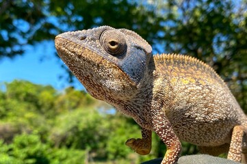 Panther chameleon (Furcifer pardalis), Madagascar nature