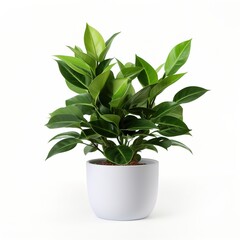 Potted Fiddle Leaf Fig Plant