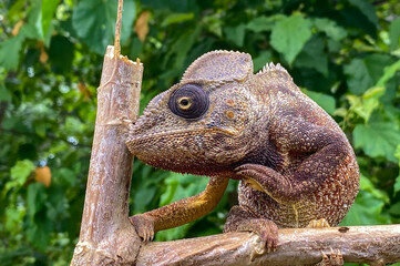 Panther chameleon (Furcifer pardalis), Madagascar nature