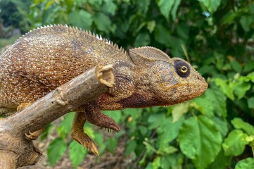 Panther chameleon (Furcifer pardalis), Madagascar nature