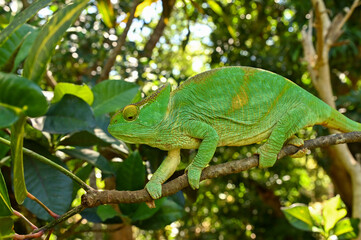 Fototapeta premium Female Parson`s Chameleon. Madagascar nature