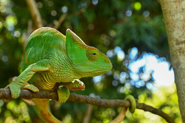 Female Parson`s Chameleon. Madagascar nature