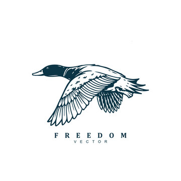 Hand drawn flying duck logo design, duck hunter or farm logo vector