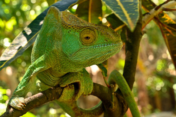 Female Parson`s Chameleon, Madagascar nature