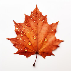 Closeup of autumn leaf on white background