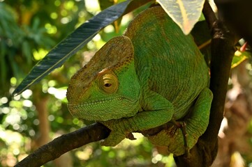 Female Parson`s Chameleon, Madagascar nature
