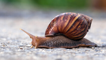 Close up of a snail with a shell.Selective focus.