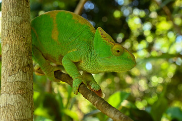 Female Parson`s Chameleon, Madagascar nature