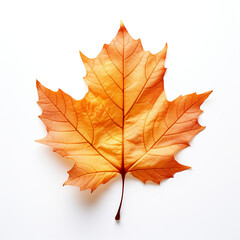 Obraz premium Closeup of autumn leaf on white background