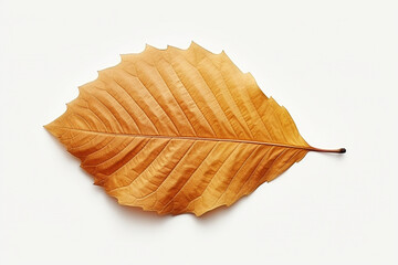 Fototapeta premium Closeup of autumn leaf on white background