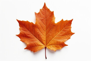 Obraz premium Closeup of autumn leaf on white background