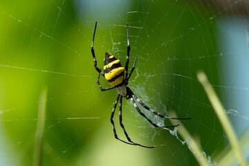 Wasp spider Argiope Bruennichi with yellow and black markings